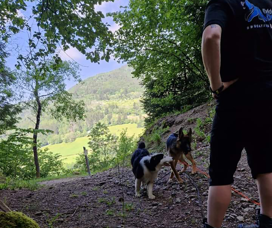 Les Avantages de Faire appel à un éducateur canin